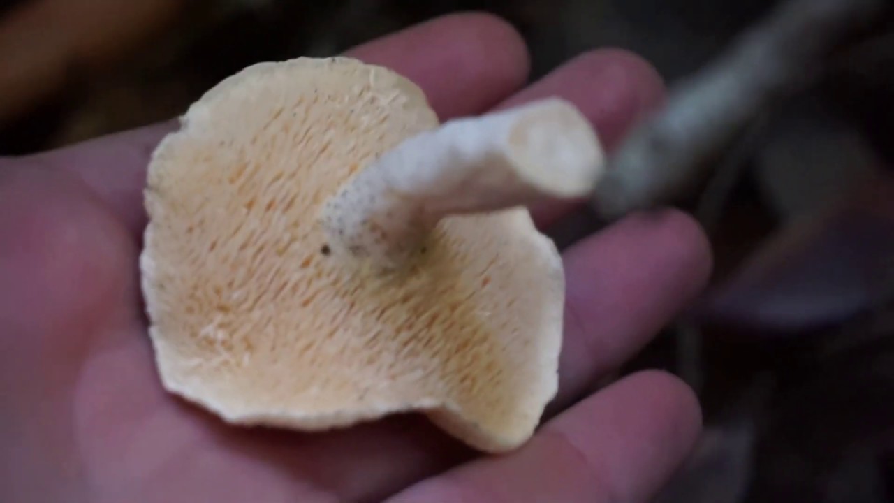 Ethnomycology with the Potter Valley Tribe