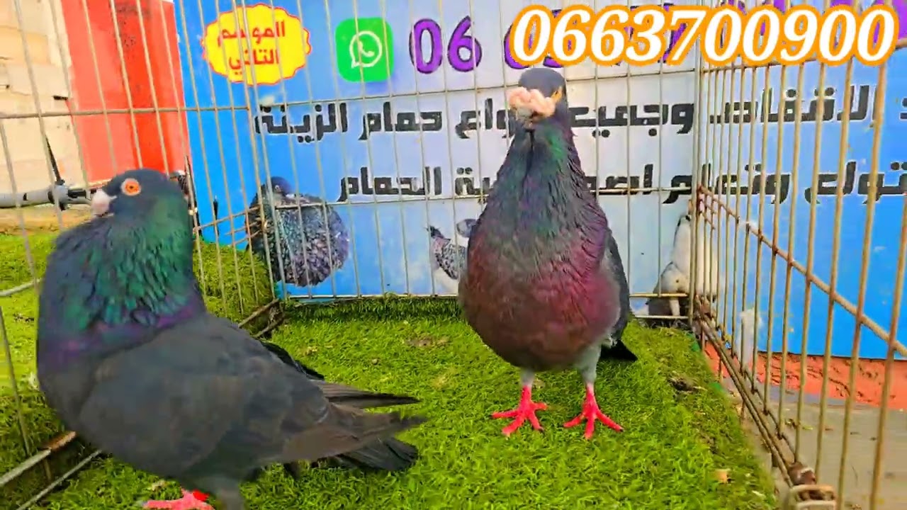 الجديد ليوم  الاتنين 2/1/26 🥇🥇🥇62حمامة 🌛🔥🌜