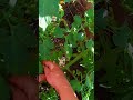 Помидоры опрыскиваем от фитофторы- сорт Боец-Буян  лучший сорт #сад #селигер #огород #садоводство