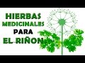 Hierbas Medicinales para el Riñon - Plantas Medicinales para Los Riñones y Vias Urinarias