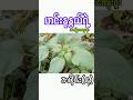 ဟင်းနုနွယ် ရဲ့အကျိုးကျေးဇူး #shorts #short #shortsfeed #shortvideo #shortsvideo #trending #trend