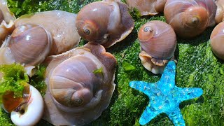 Cat eye pearl snail. I found precious pearls from snails