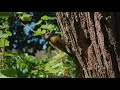 The Olive Woodpecker (Dendropicos griseocephalus) #shorts