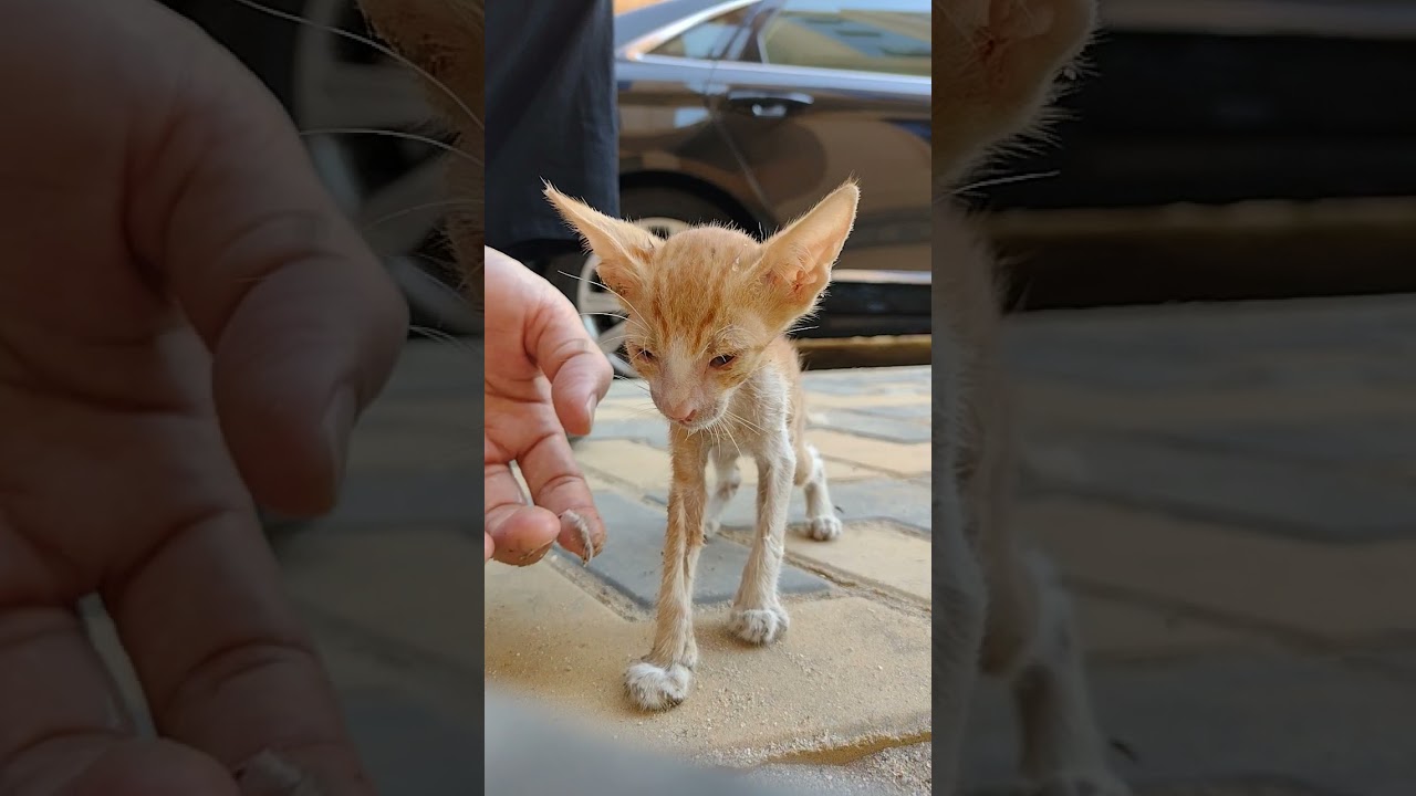 anak kucing yang sekarat alhamdulillah bangkit lagi