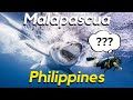 Diving with sharks  malapascua philippines 2024