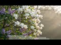 Gentle Spring Lofi Chillhop: Warm Piano & Guitar | Peaceful Magnolia & Lilac Blossoms 🌸