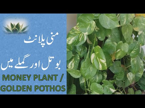 How to Grow Money Plant in Pot & Plastic Bottle Faster - #GoldenPothos | Growing Green with Jay