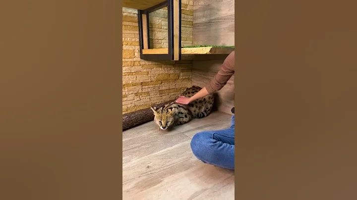 Video 11468061: serval, cat