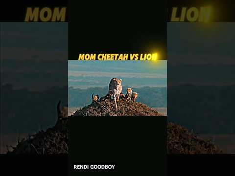 cheetah vs lion