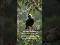 Burung Cendrawasih! Tarian Burung Surga yang Membuat Dunia Kagum #cendrawasih #birdofparadise