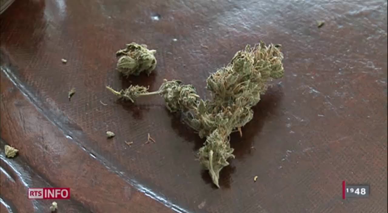 Le cannabis au service des malades