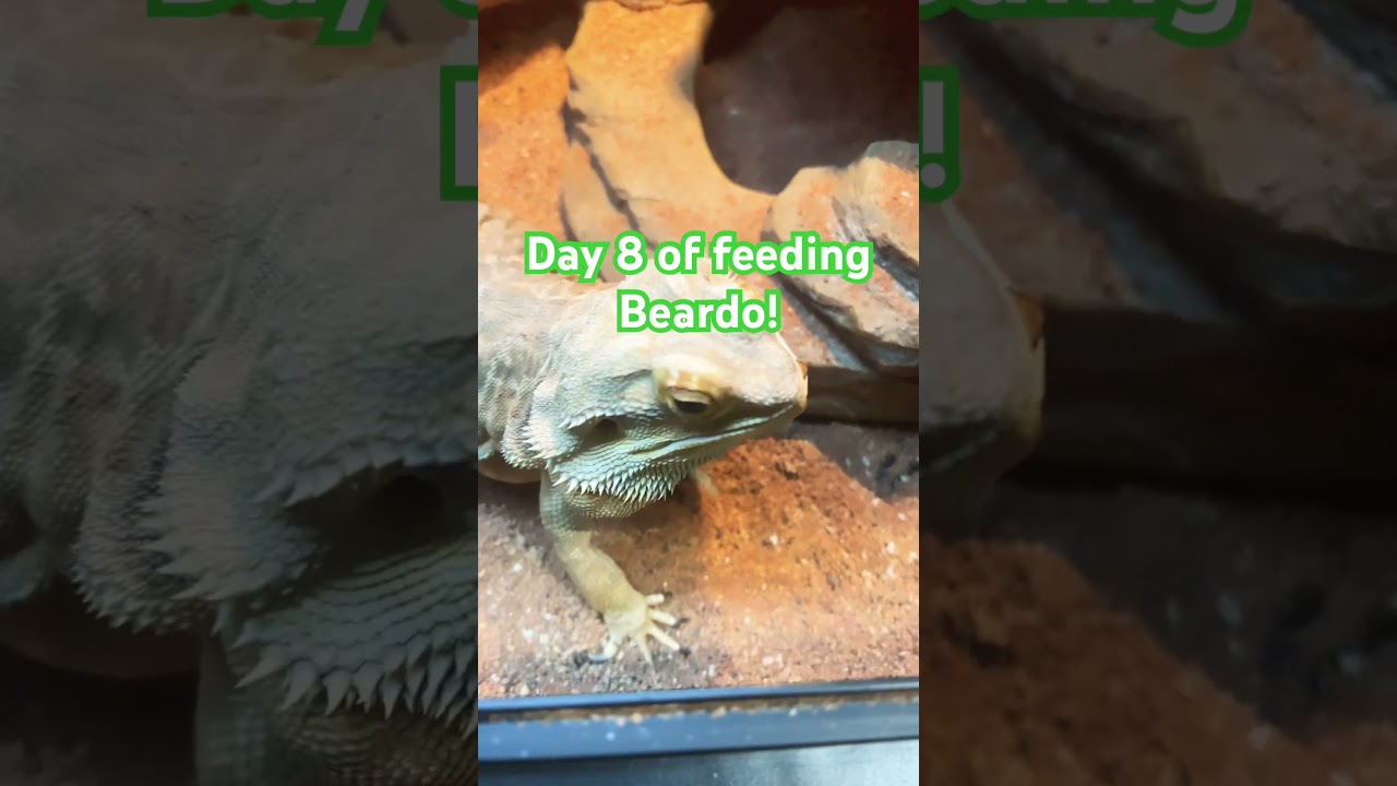 Day 8 of feeding Beardo! 