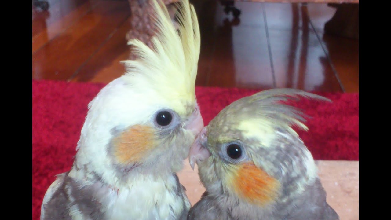 5 week old cockatiel