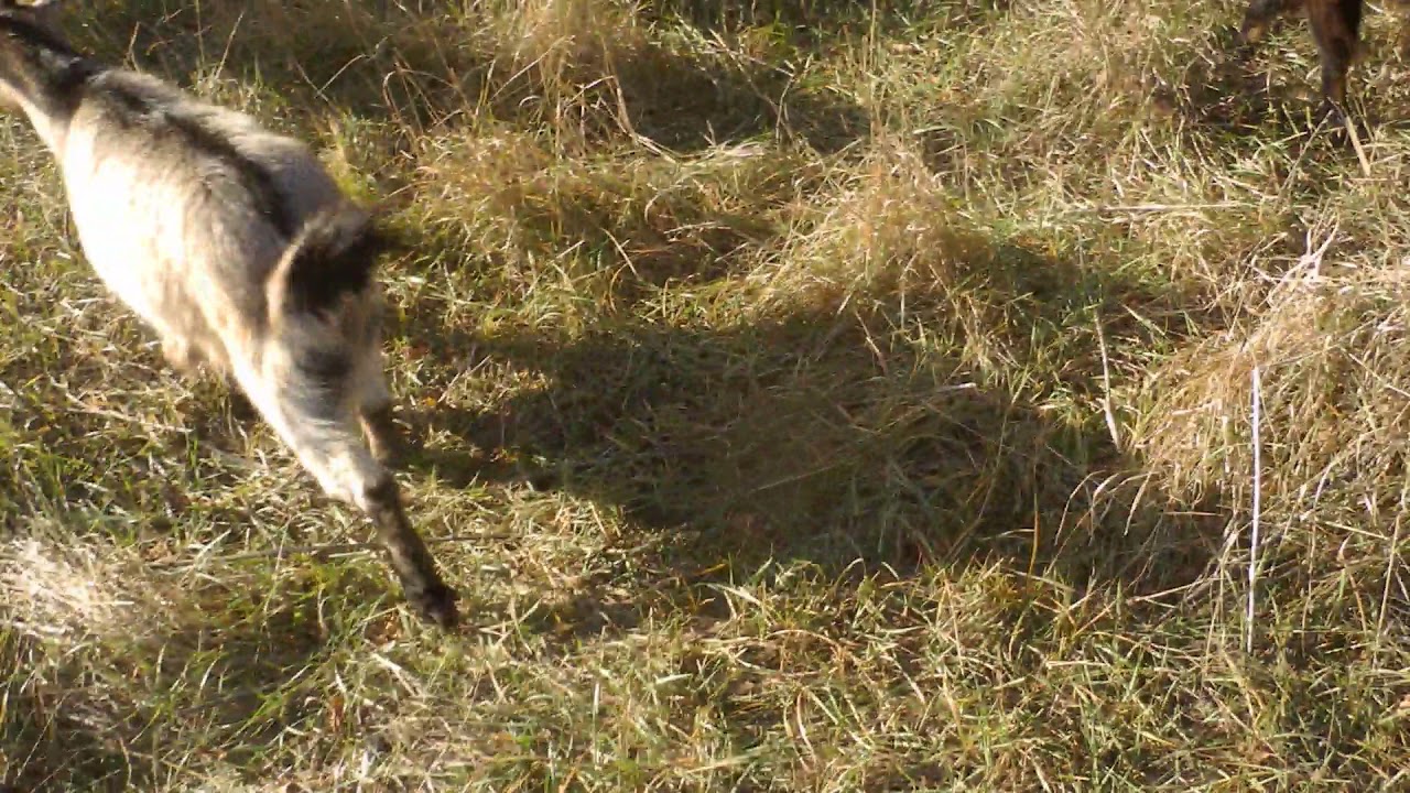 как ищем золото в Диком Поле