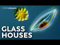 How Diatoms Build Their Beautiful Shells