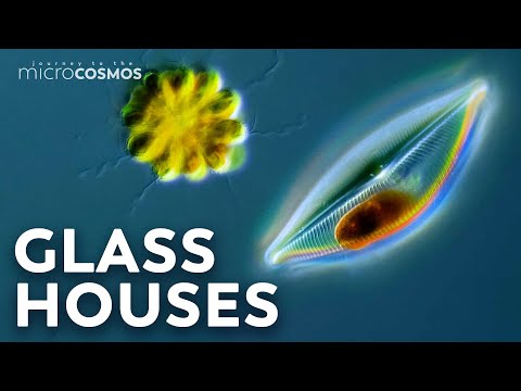 How Diatoms Build Their Beautiful Shells