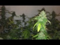 Growing Cannabis; Day 8 of flower final shots room -B-
