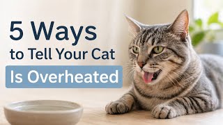5 Signs Your Cat Is Overheating (Don’t Ignore These!)