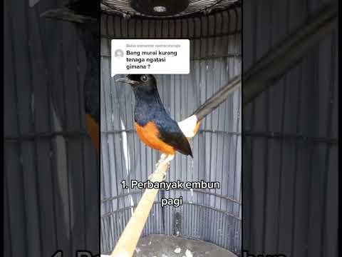 Cara Mengatasi Burung