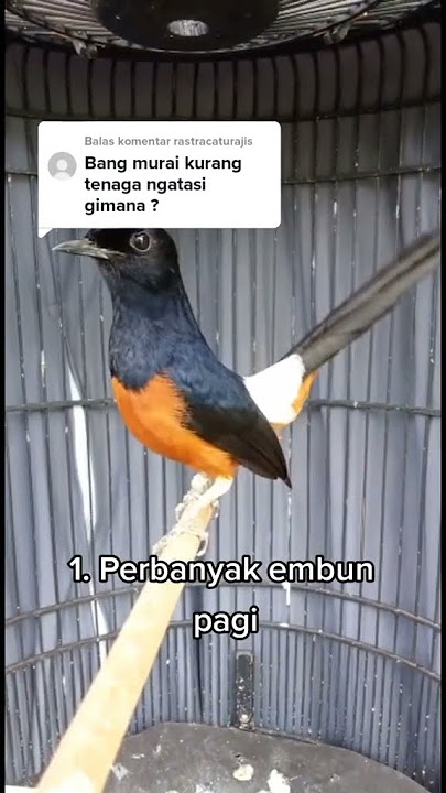 Cara Mengatasi Burung Murai Kurang Tenaga