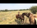 Buddy & Mr. t Meet New Herd with Babies - Buddy Refuses To Leave - Part 1 of 4