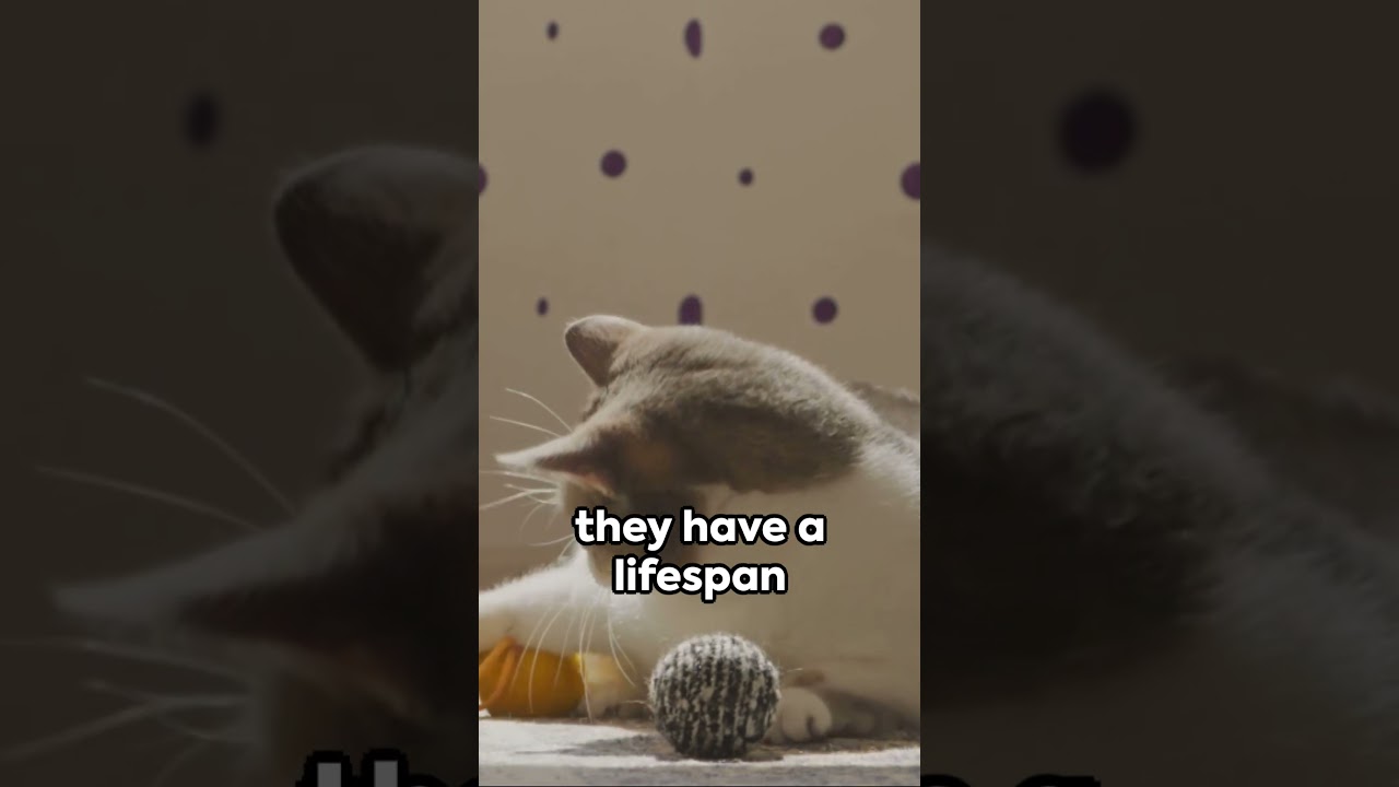 Dog vs Cat Lifespan - Furry Lifelines