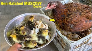 Angry Aseel Hen Hatched MUSCOVY DUCKs Baby -  Egg hatching