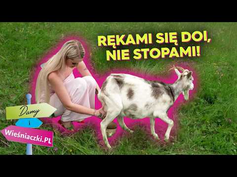 She wore heels to milk the cows! 👠 The host criticized her shoes! | Ladies and Farm Girls
