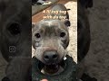 A Monday with naiya - #bluestaffy #dog #puppy #adorable #cute #puppylove #staffy #routine #monday