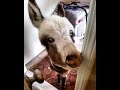Donkey Invasion! Donkeys in the House! [Funny animals] [cute animals doing cute things] cute pets