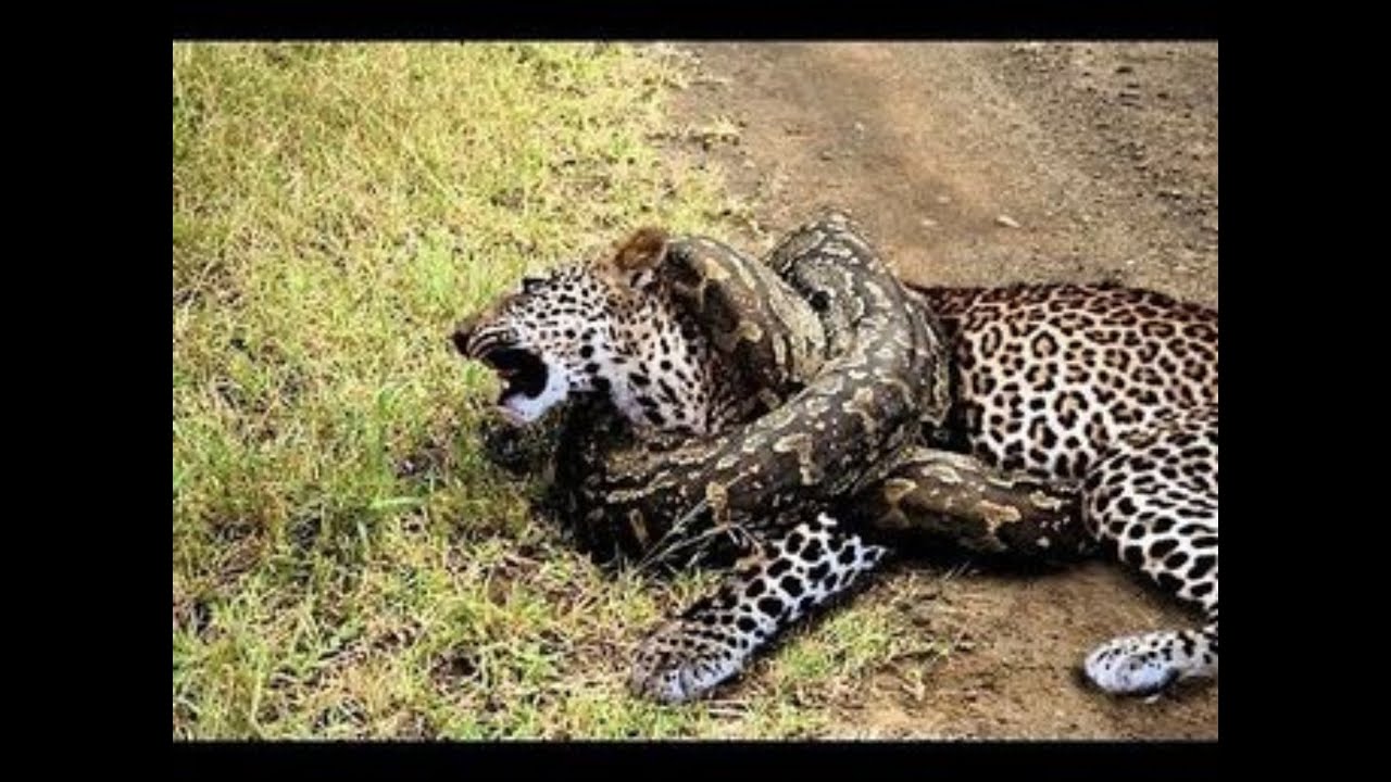 Big Python vs Leopard, Leopard vs Leopard. The most amazing wild animal ...