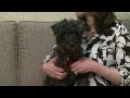 Adopted! Schnauzer in Warren Michigan - Toby!