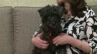 Adopted! Schnauzer in Warren Michigan - Toby!