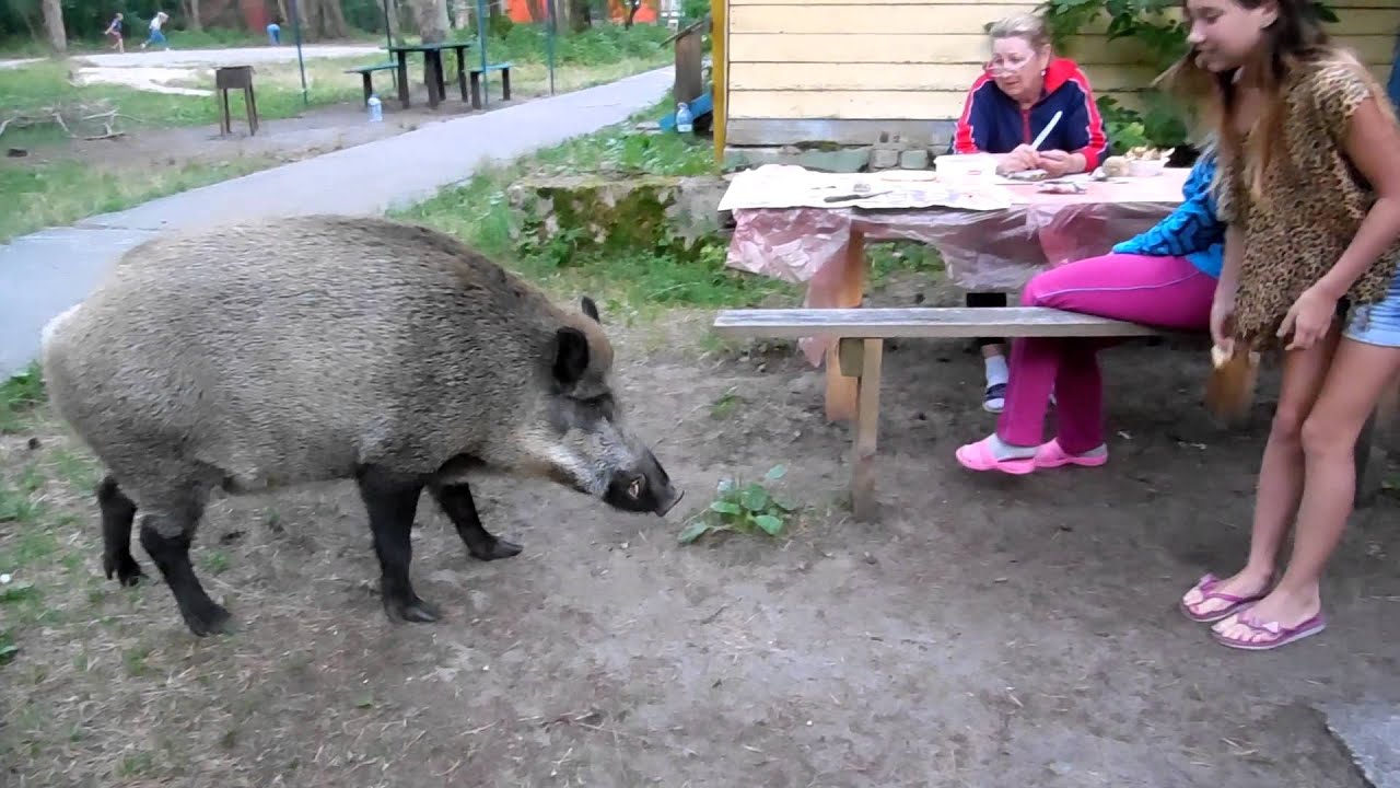 Карина счастливый кабан