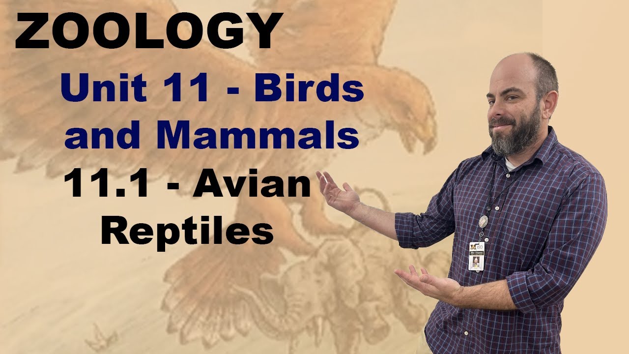11 1 Avian Reptiles YouTube