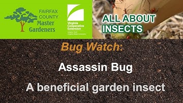 Assassin Bug: a beneficial insect