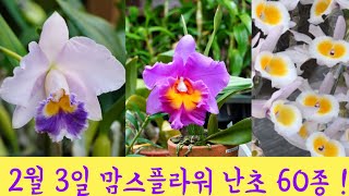 맘스플라워 꾸준히 사랑 받는 난초 화분 a lovely orchid