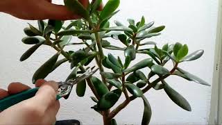 طريقة أكثار نبات الزينة الكراسولا