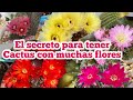 El secreto para tener cactus con muchas flores