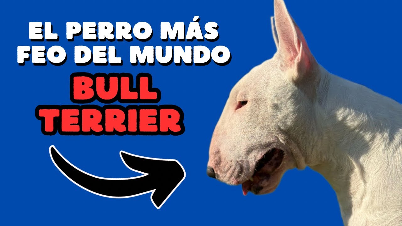 Bull Terrier: El perro más loco, tierno y caótico que jamás imaginarías