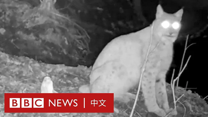 切爾諾貝爾輻射區成野生動物天堂－ BBC News 中文 - 天天要聞