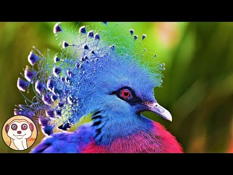 Video: Quale Uccello Nidifica Al Freddo