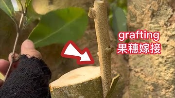教你如何嫁接荔枝果樹？此方法簡單易學，成活率高Teaching you how to grafting lychee fruit trees?This method is easy to learn