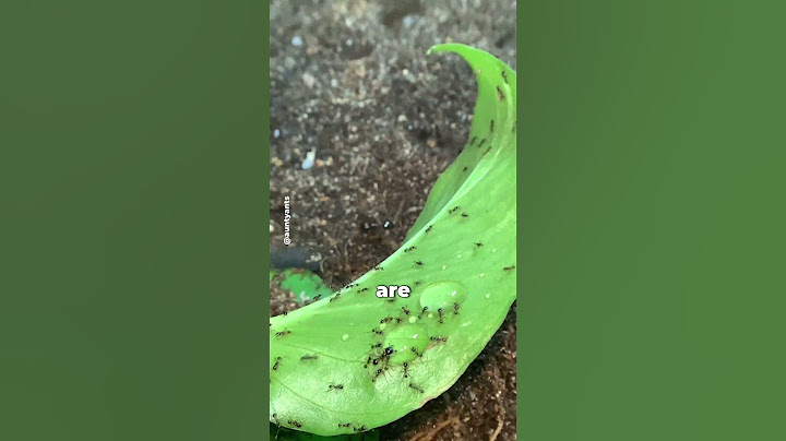 You Won't Believe How Many Ants Are On Earth!