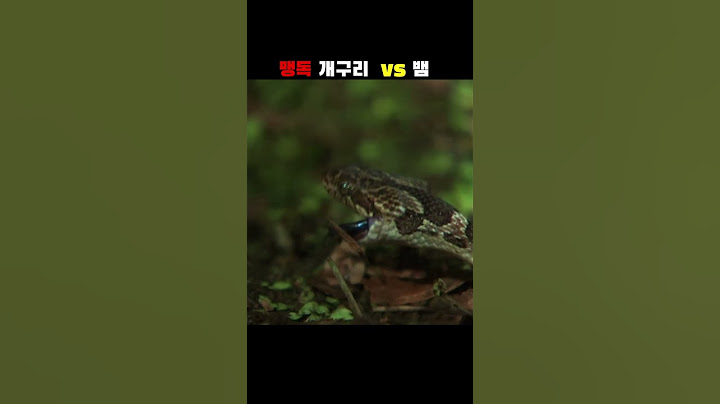 맹독 개구리 vs 뱀