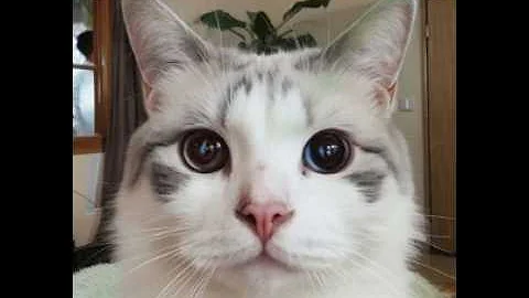 Video 8729041: persian cat mating, persian cat sound funny, persian cat domestic, persian cat dog, feline, breed