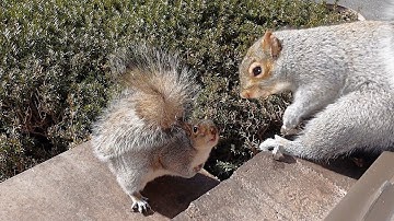 Hilarious argument between two squirrels