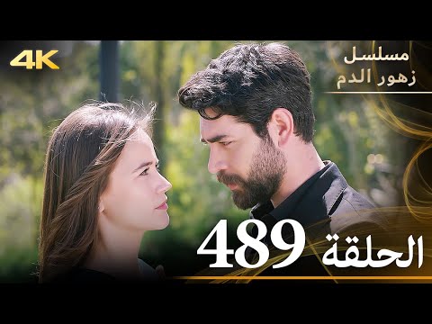 الحلقة 489 مسلسل زهور الدم مدبلج بالعربية Kan Çiçekleri جودة 4K