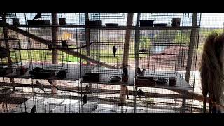 my new java birds breeding  setup
