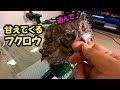 甘えてくるフクロウが可愛すぎる